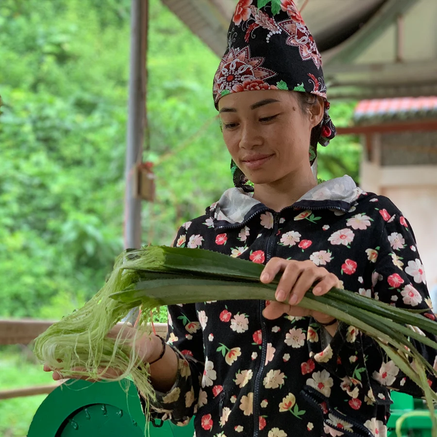 Đồng dứa Điện Biên