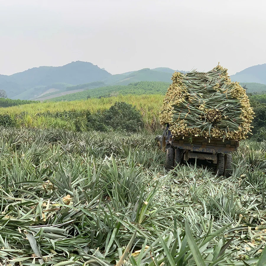 Đồng dứa Nghệ An 2