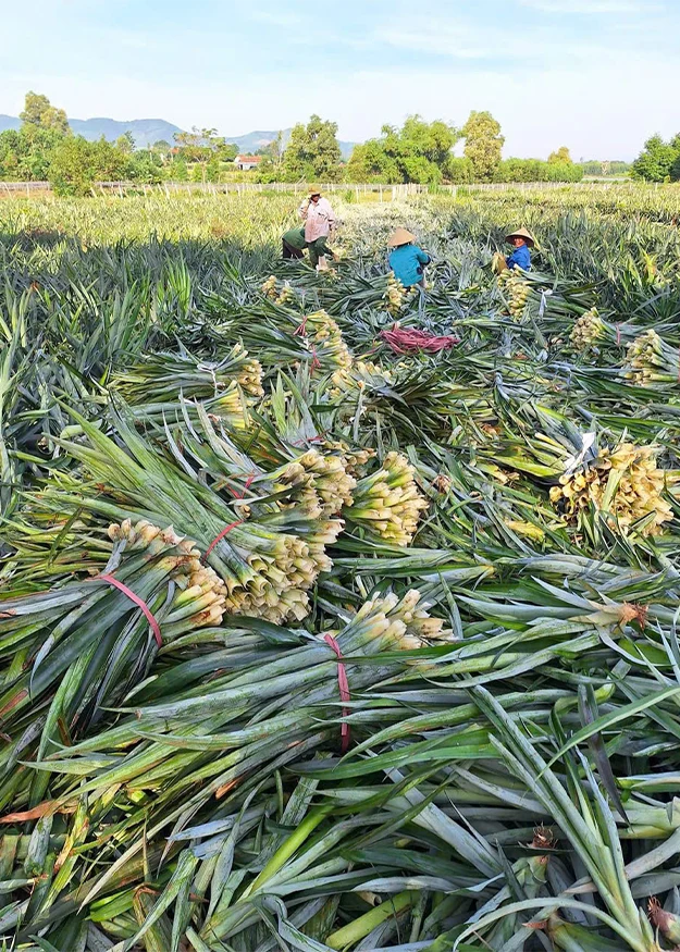 Đồng dứa Nghệ An