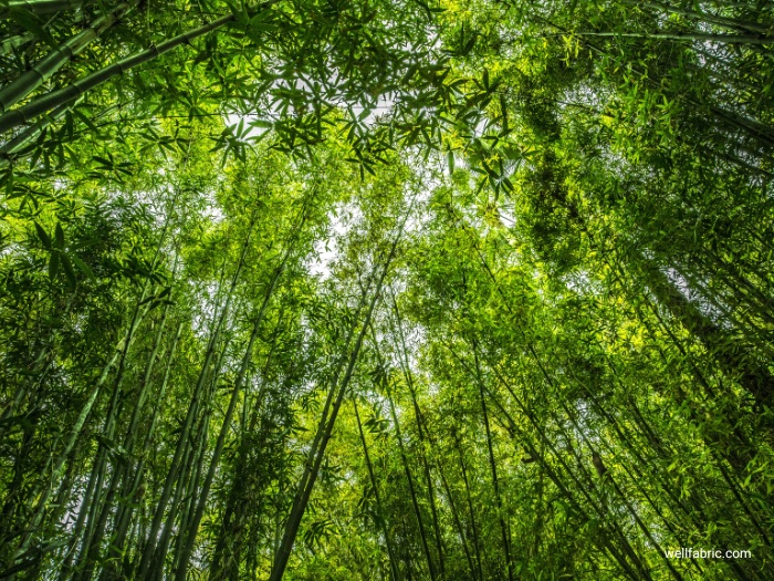 Tencel vs Bamboo Fabric: Which is the Better Choice for Your Bedding? 4 Exploring Bamboo Sheets