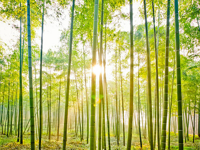 bamboo-forest-socks