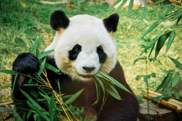 panda