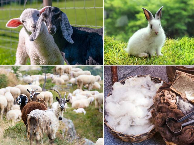 sheep-and-goats
