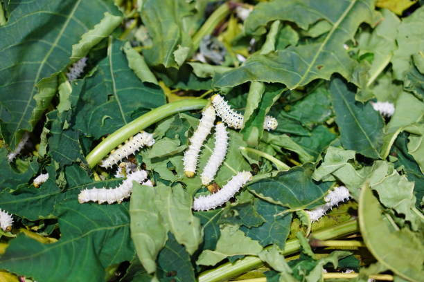 silkworm