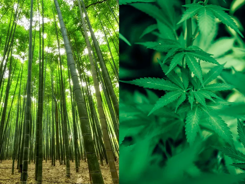 Bamboo vs Hemp Fabric So Sánh Vải Tre và Gai Dầu