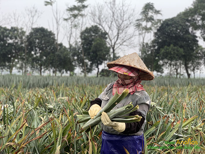 Comparing Ananas yarn (Pineapple) and Linen yarn Through LCA 4 thu hoạch lá dứa