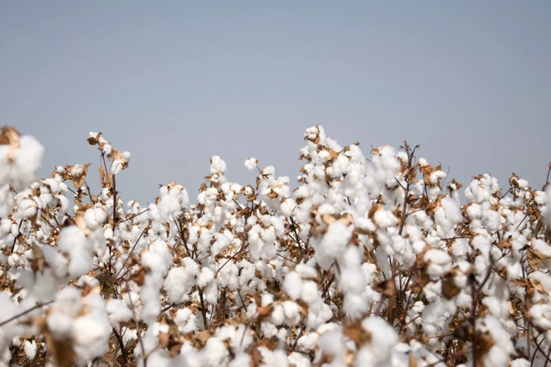 Origin Supima Cotton vải supima cotton cao cấp