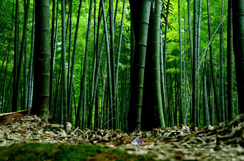 Xơ tre làm nên vải Bamboo Biocell có nguồn gốc từ rừng tre hữu cơ sinh thái Tứ Xuyên 2