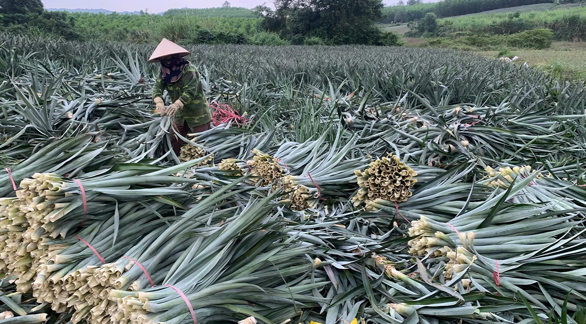 Comparing Ananas yarn (Pineapple) and Linen yarn Through LCA 6 Dứa – hệ canh tác đơn giản, ít nhu cầu tài nguyên