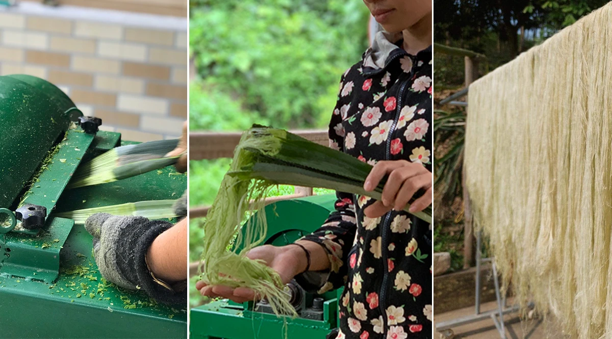 Comparing Ananas yarn (Pineapple) and Linen yarn Through LCA 7 Quy trình sản xuất sợi tận dụng tự nhiên vs cơ giới hóa nặng